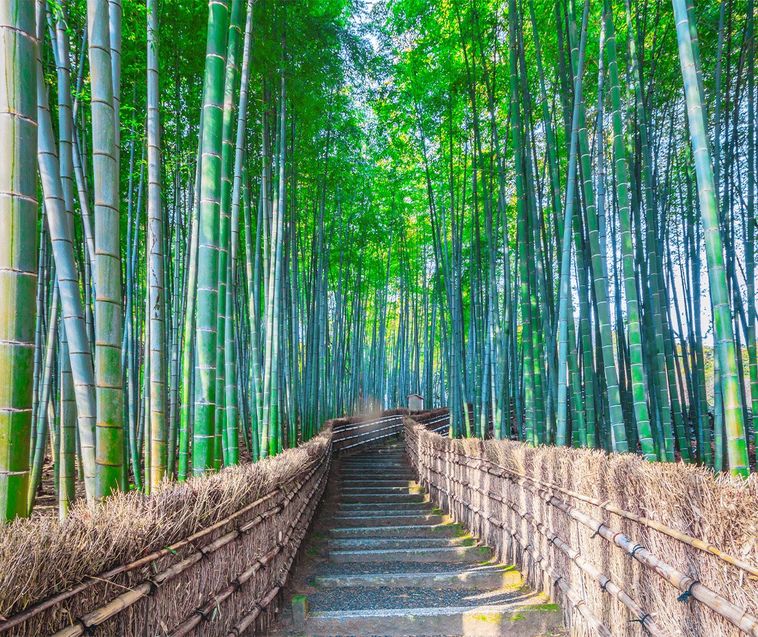Day 8 Kyoto - Bamboo Forest